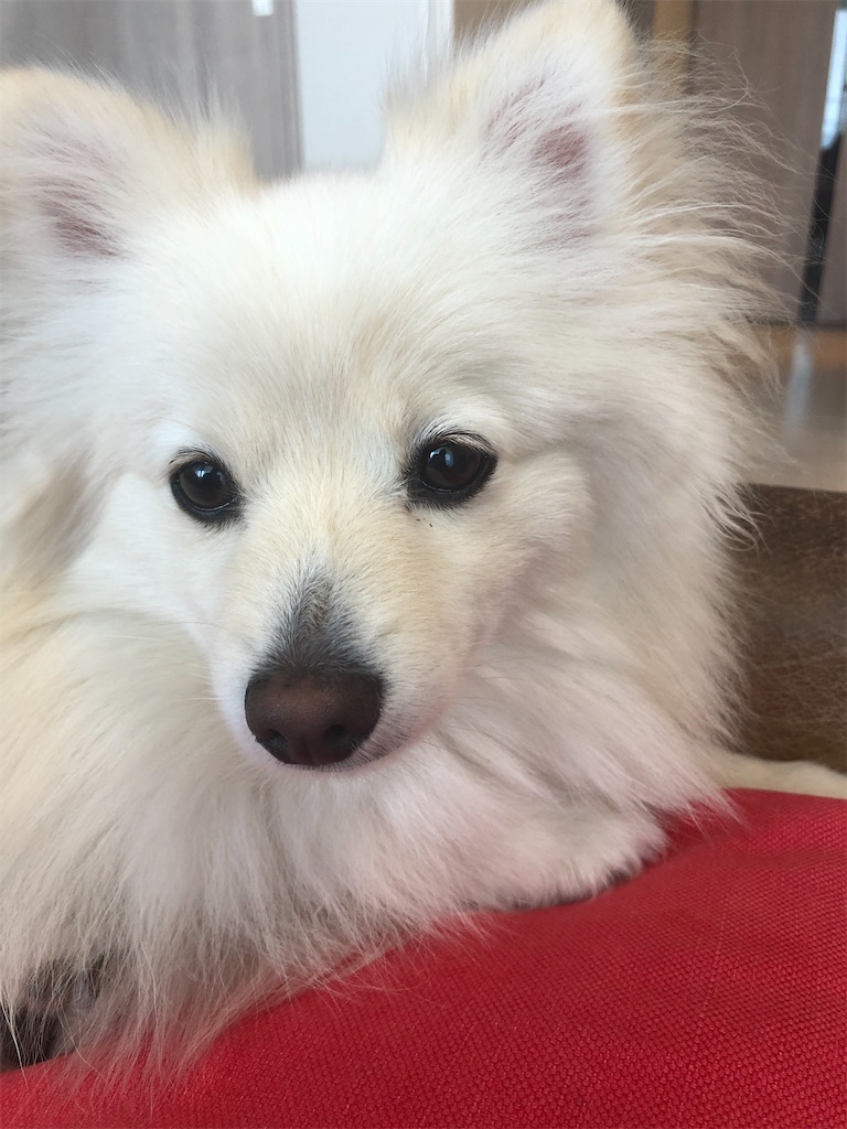 f:id:kumabou2016:20200613184603j:image