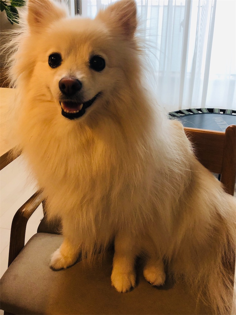 f:id:kumabou2016:20210620063214j:image