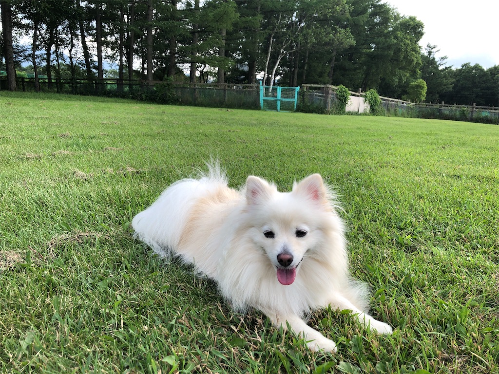 f:id:kumabou2016:20210801114912j:image