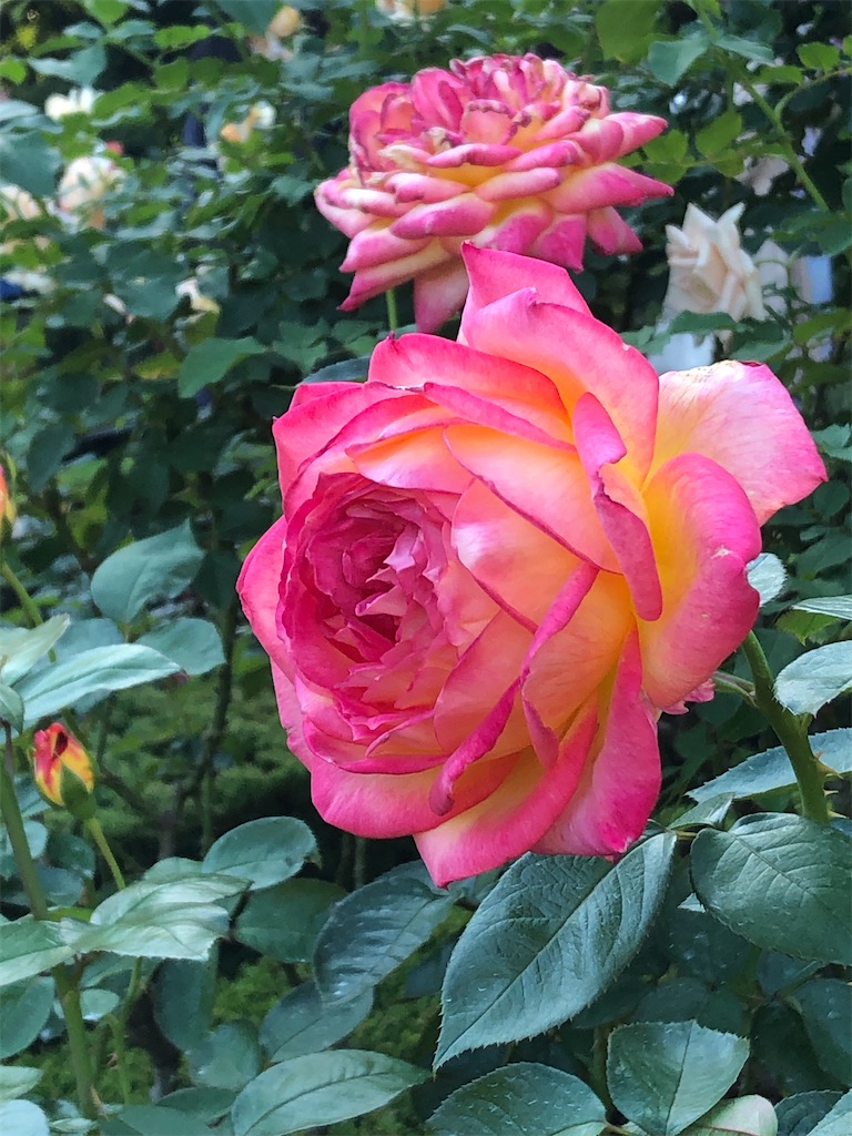 f:id:kumabou2016:20211023211551j:image