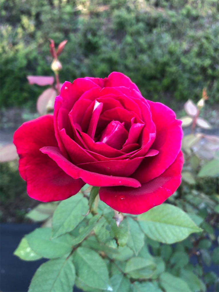 f:id:kumabou2016:20211023211557j:image