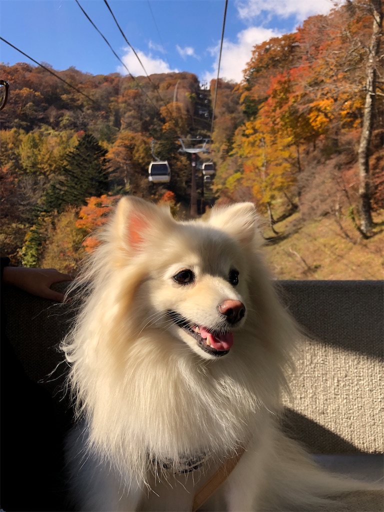 f:id:kumabou2016:20211104171156j:image