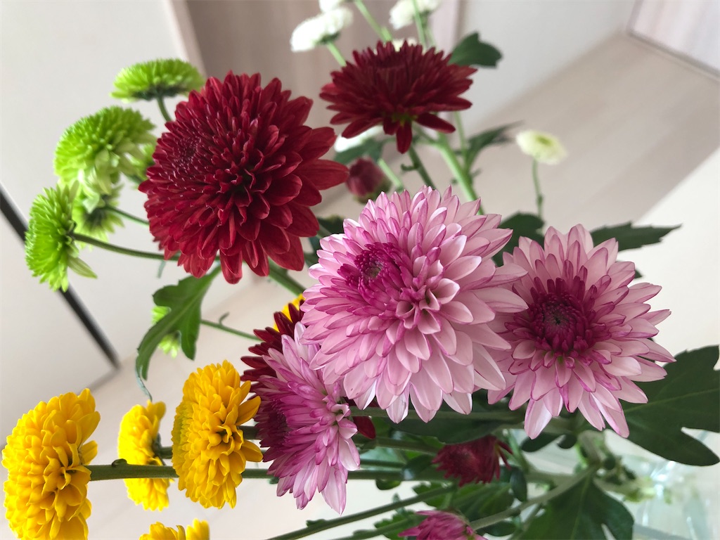 f:id:kumabou2016:20211112204130j:image