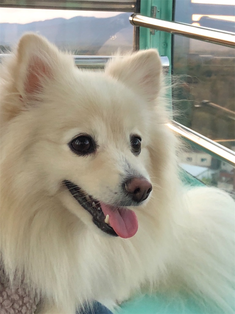 f:id:kumabou2016:20211122232805j:image