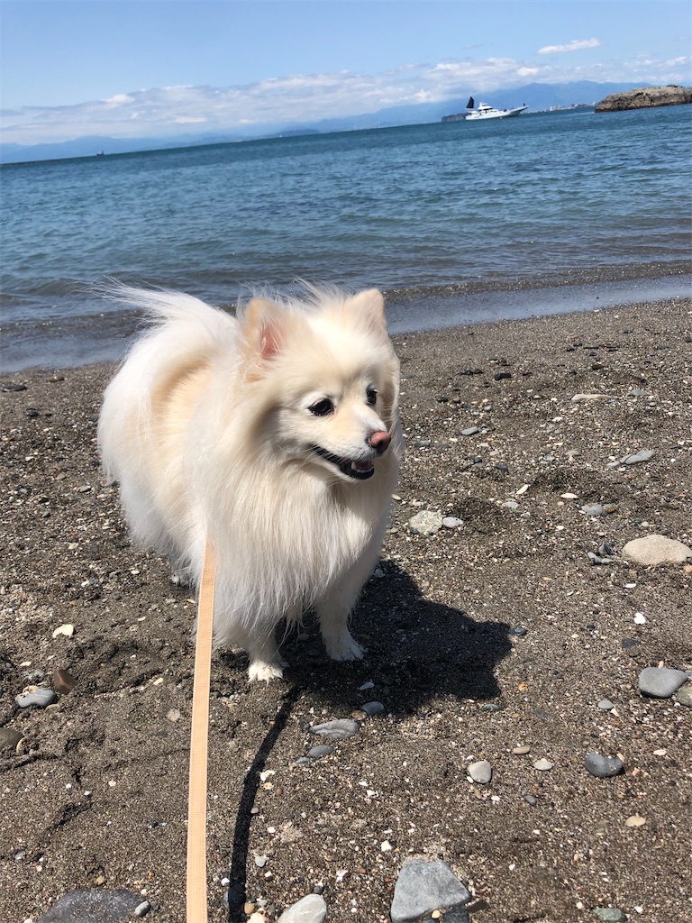 f:id:kumabou2016:20220501060745j:image