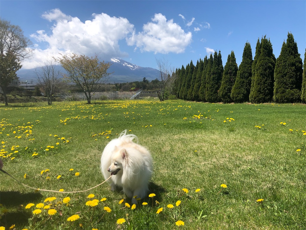 f:id:kumabou2016:20220504140348j:image f:id:kumabou2016:20220504140348j:image