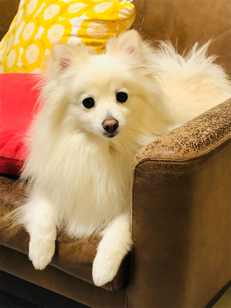 f:id:kumabou2016:20220505193236j:image