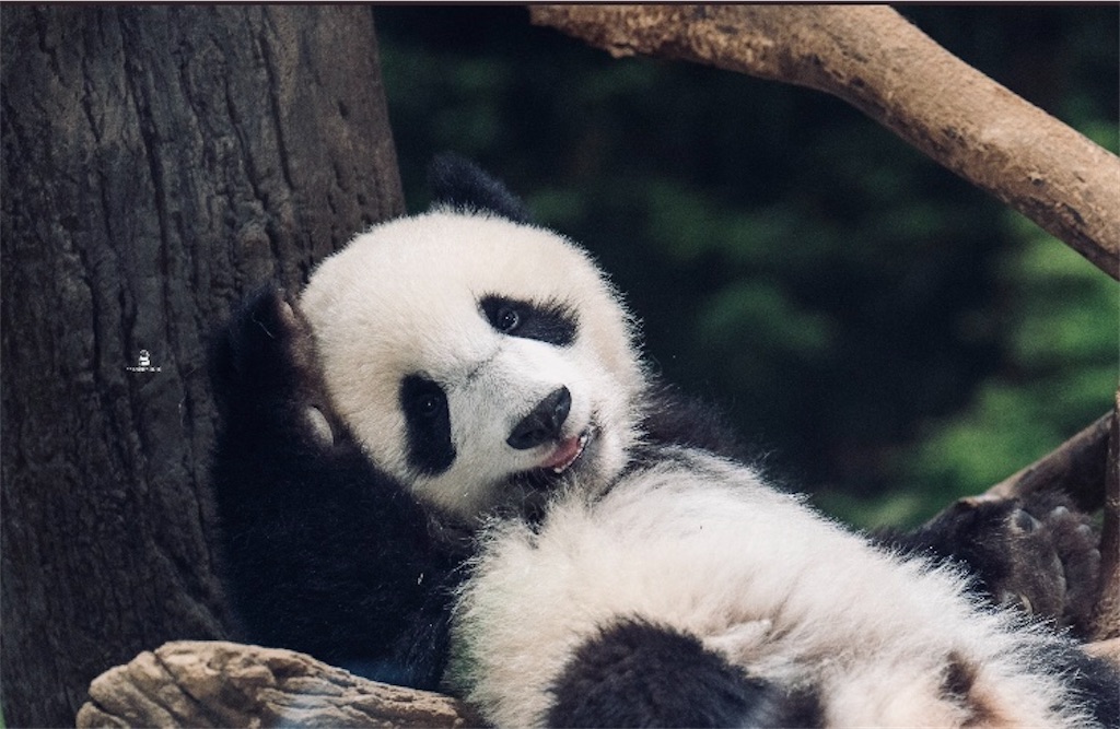 f:id:kumabou2016:20220506140439j:image