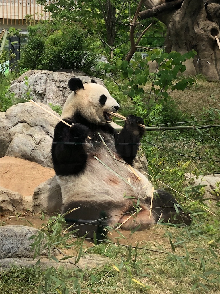 f:id:kumabou2016:20220507100352j:image