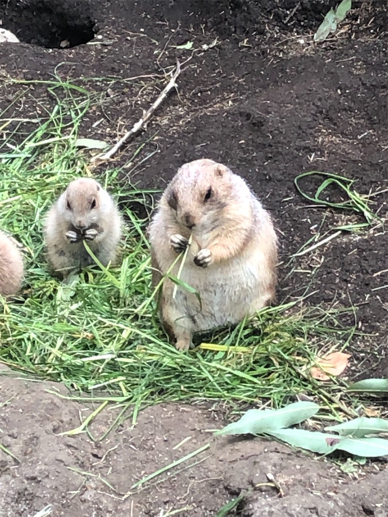 f:id:kumabou2016:20220507100809j:image