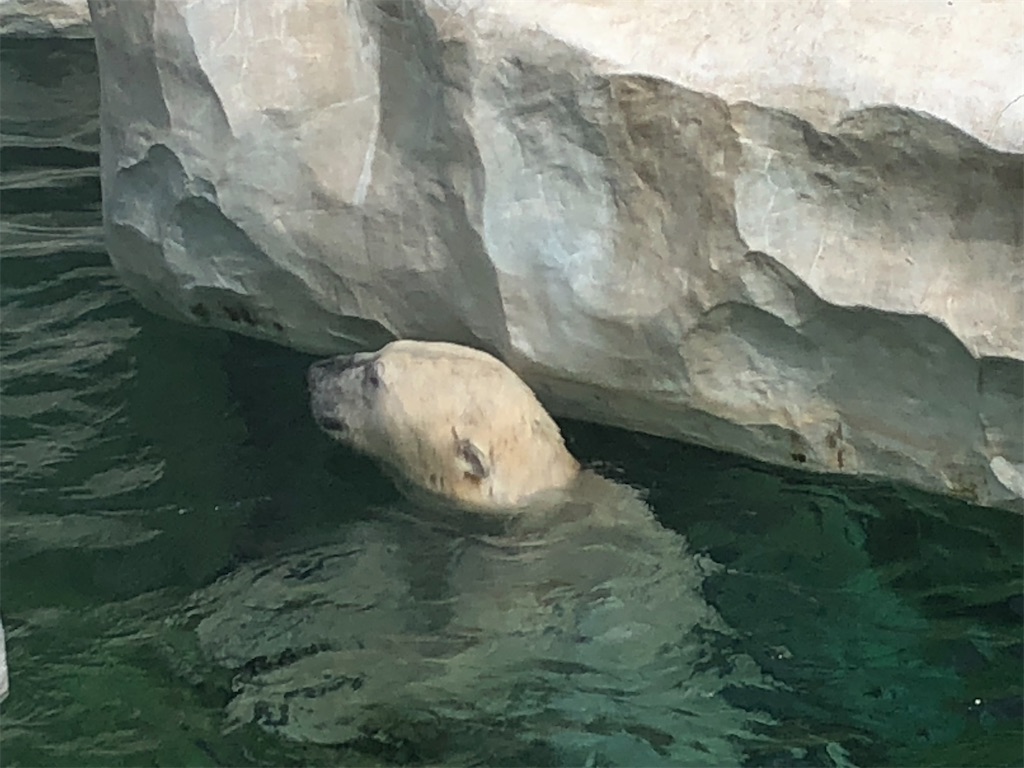 f:id:kumabou2016:20220507100812j:image