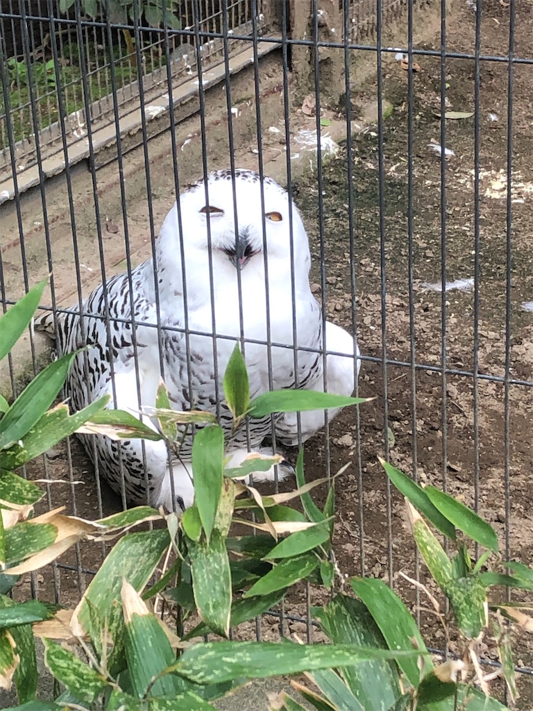 f:id:kumabou2016:20220507100817j:image