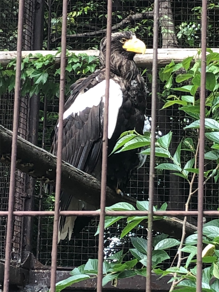 f:id:kumabou2016:20220507100820j:image