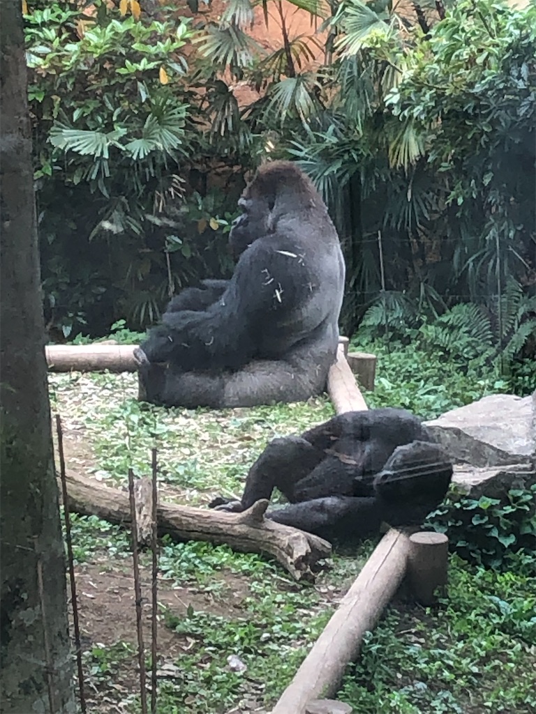 f:id:kumabou2016:20220507100903j:image