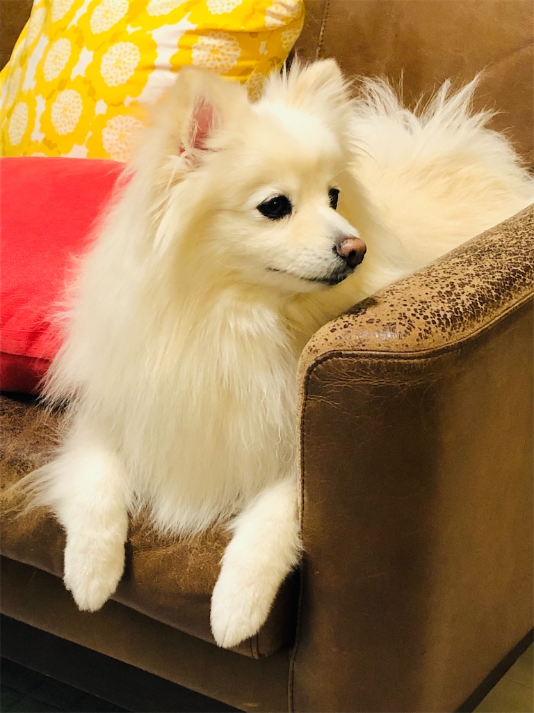 f:id:kumabou2016:20220513234713j:image