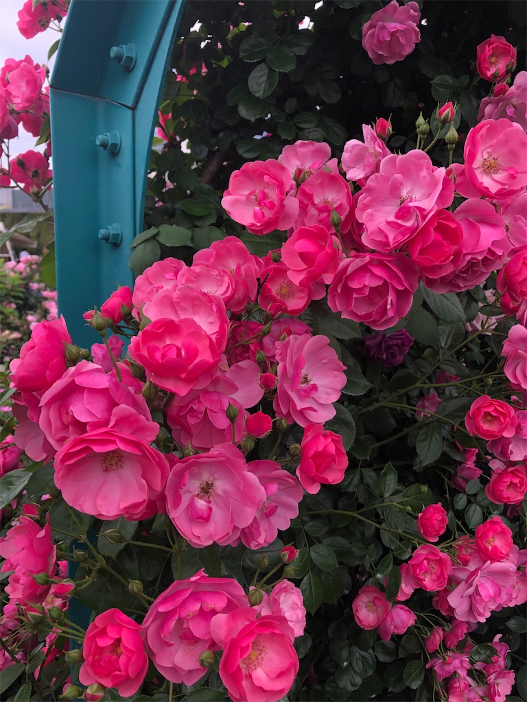 f:id:kumabou2016:20220519143225j:image