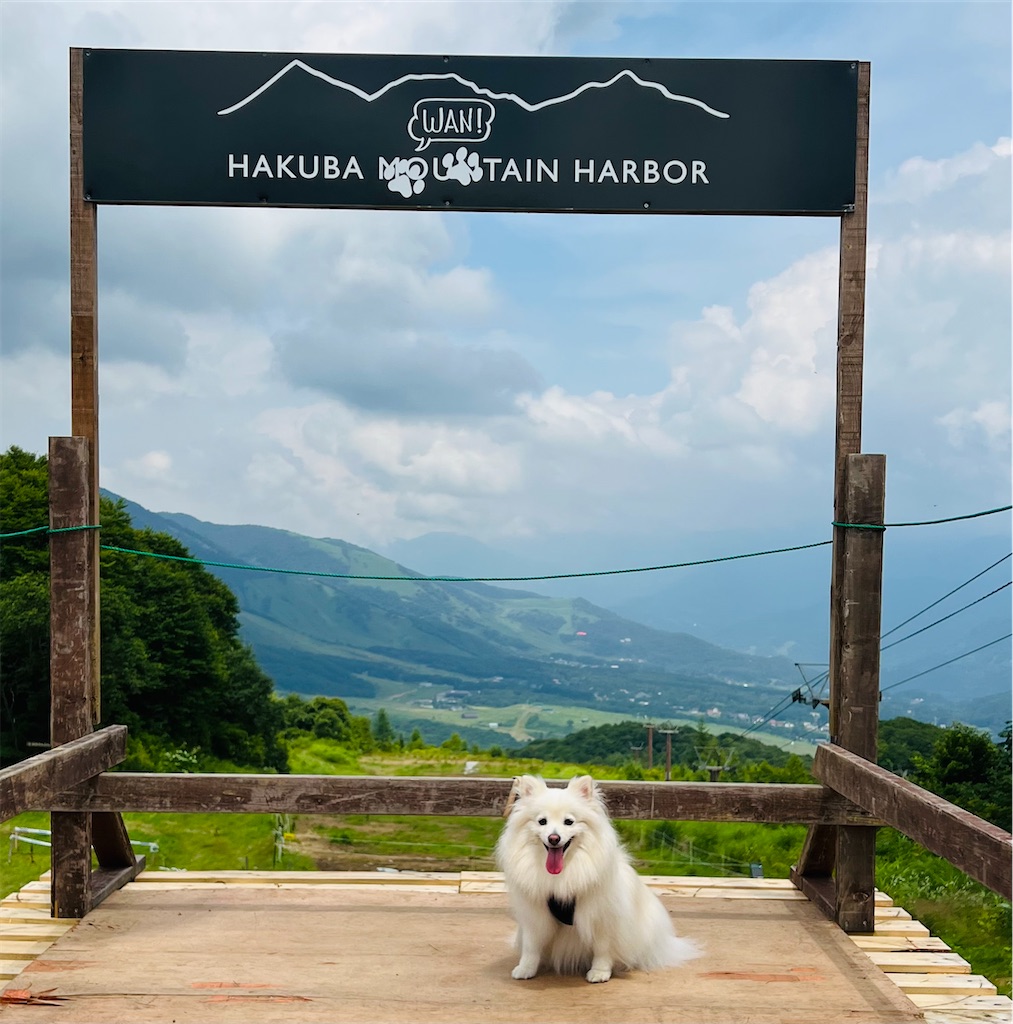 f:id:kumabou2016:20220730124404j:image