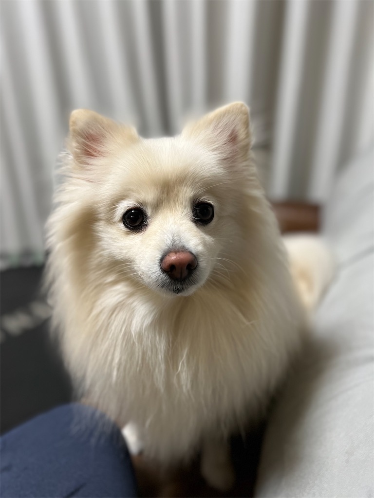 f:id:kumabou2016:20221118223747j:image