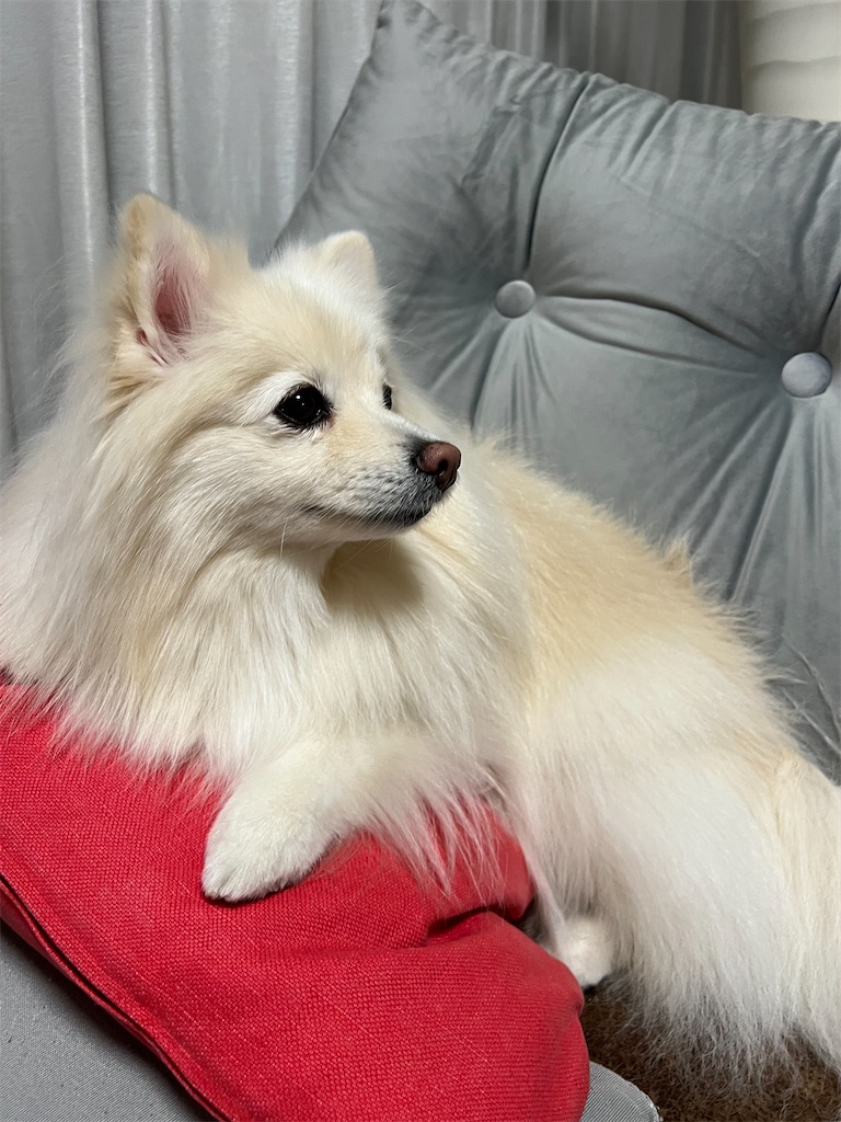 f:id:kumabou2016:20221118223756j:image