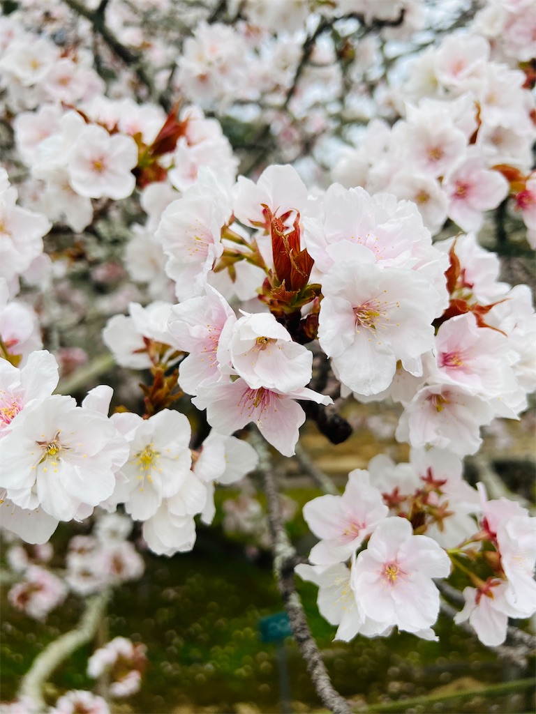 f:id:kumabou2016:20230408001211j:image