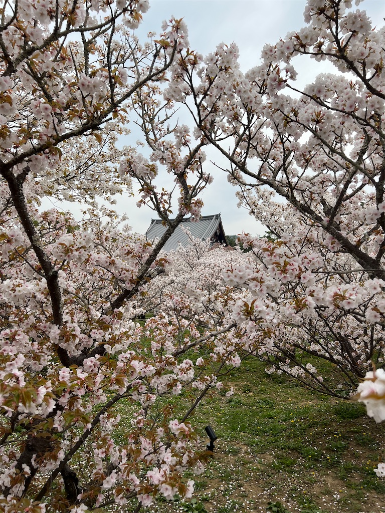 f:id:kumabou2016:20230408072642j:image