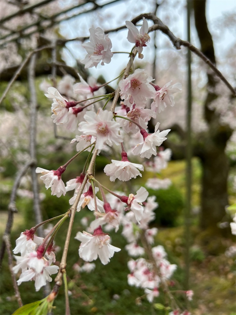 f:id:kumabou2016:20230412214802j:image