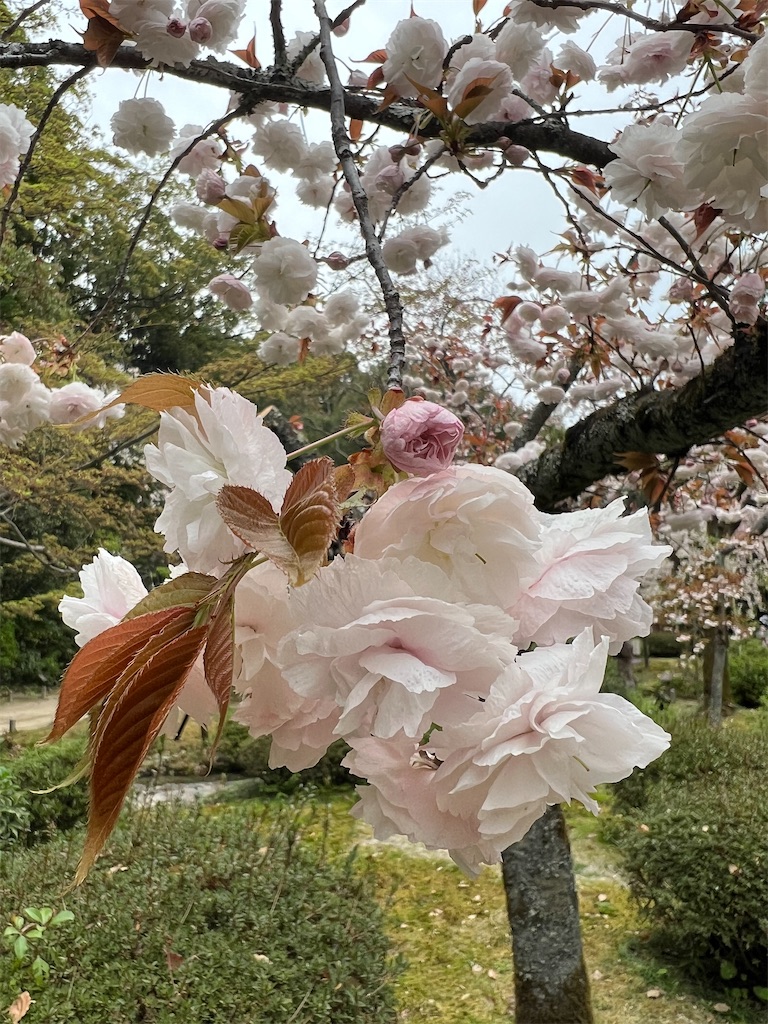 f:id:kumabou2016:20230412214814j:image