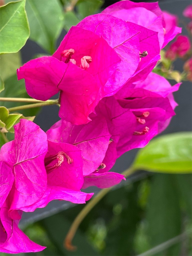 f:id:kumabou2016:20230624111202j:image