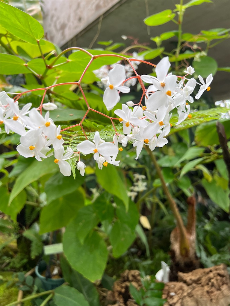 f:id:kumabou2016:20230624111208j:image