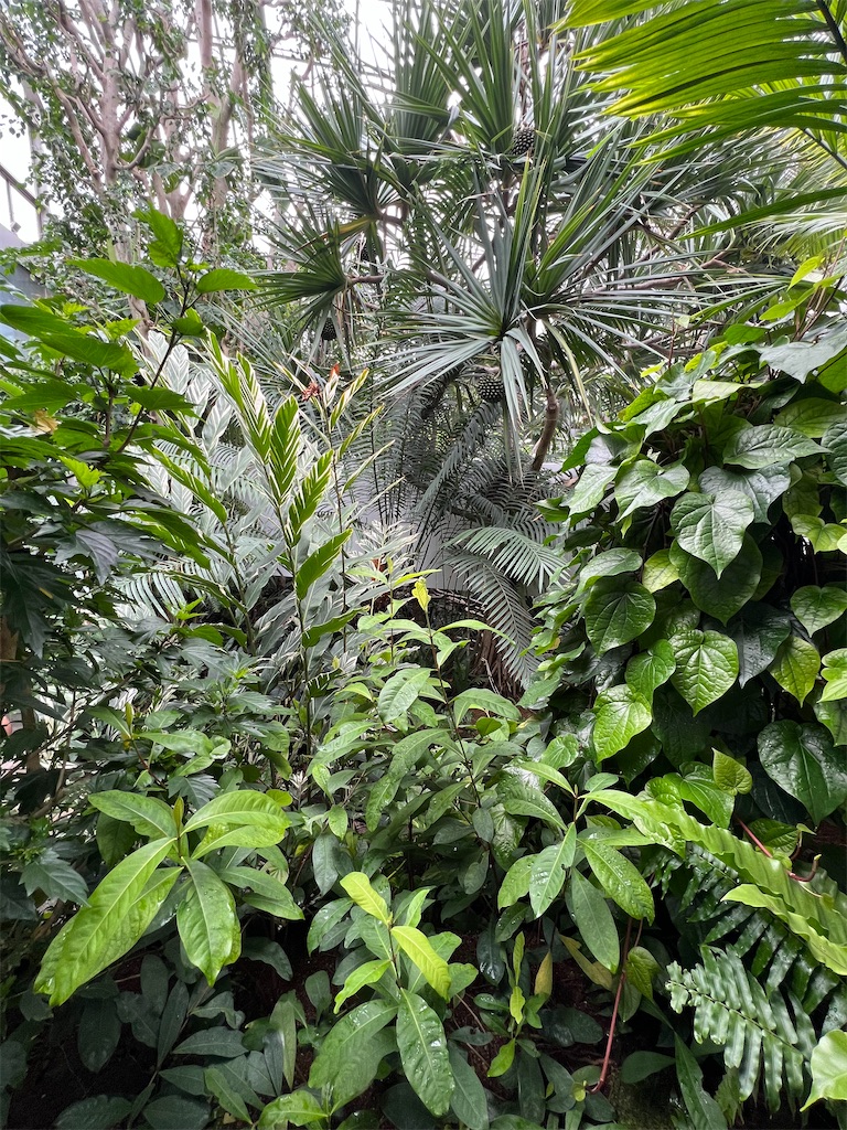 f:id:kumabou2016:20230624111212j:image