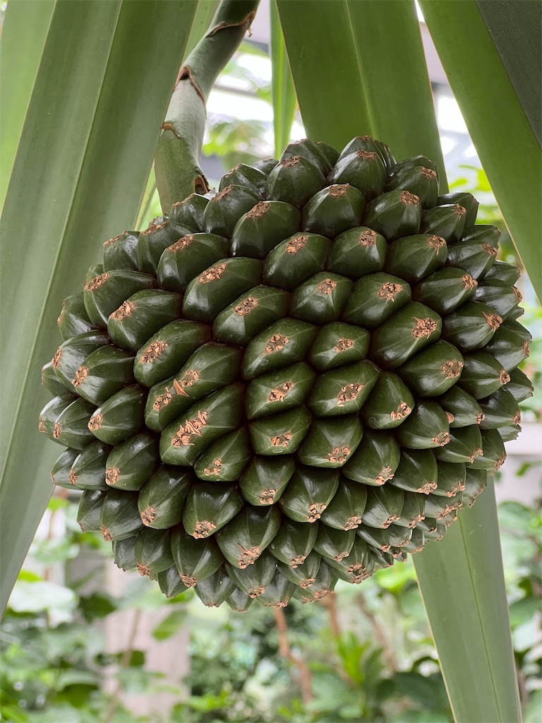 f:id:kumabou2016:20230624111227j:image