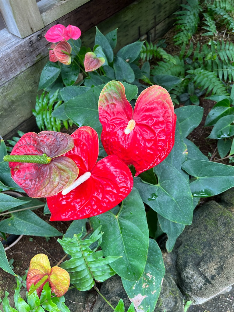 f:id:kumabou2016:20230624111230j:image