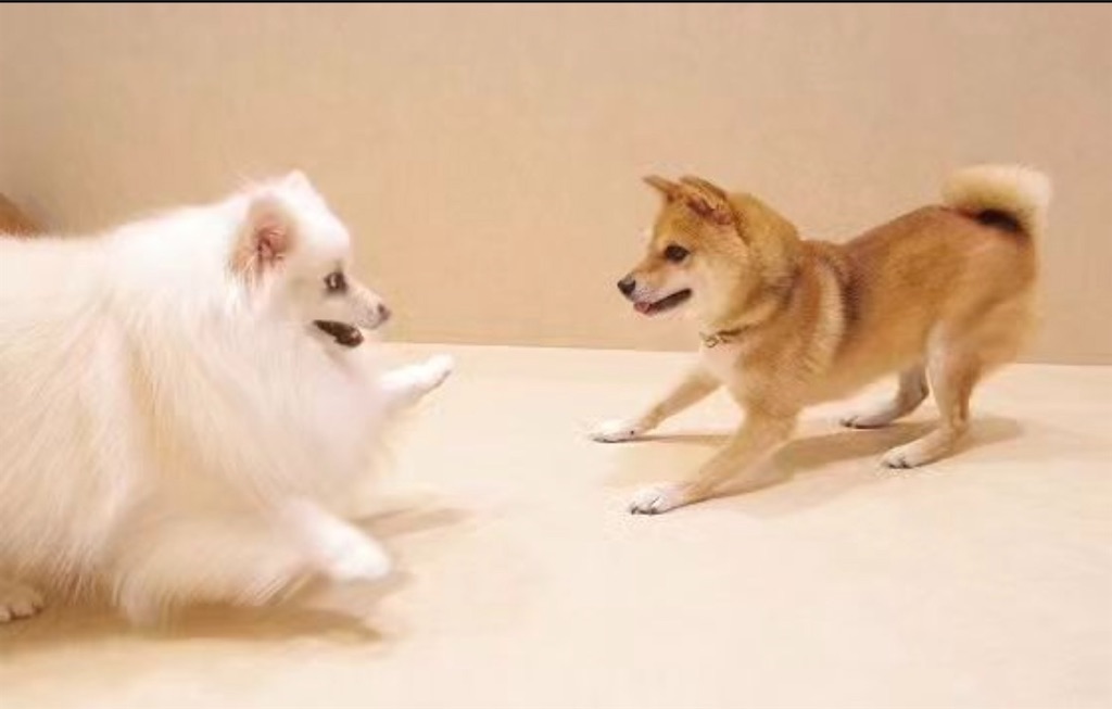 f:id:kumabou2016:20230816142235j:image