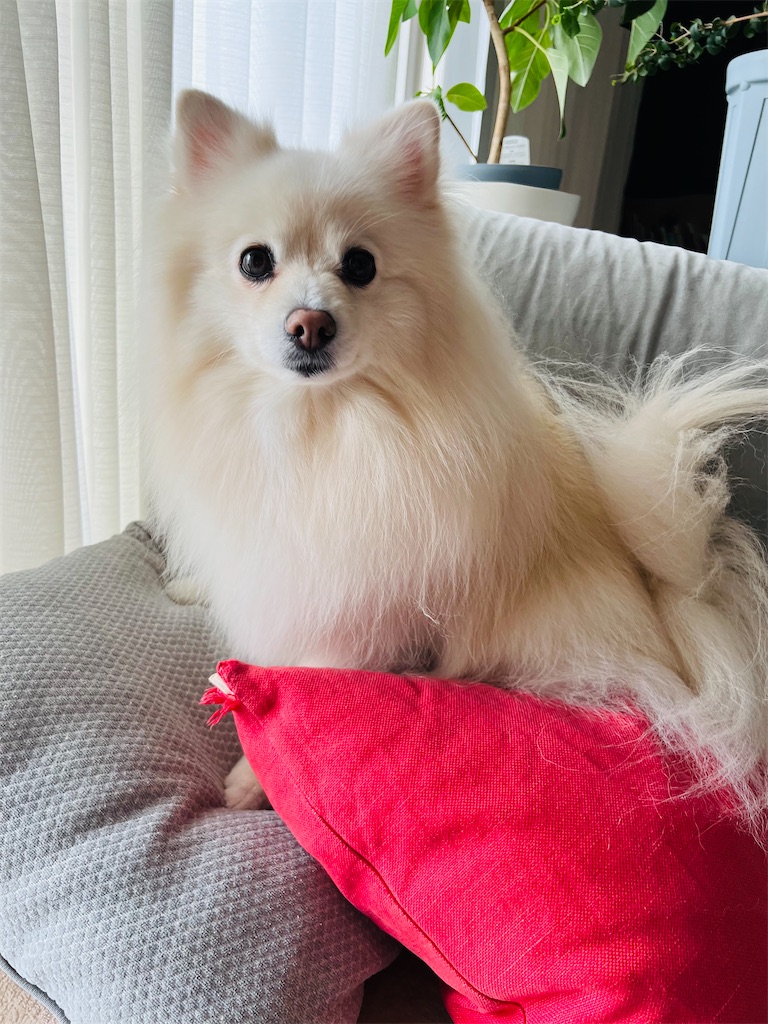 f:id:kumabou2016:20230917093944j:image