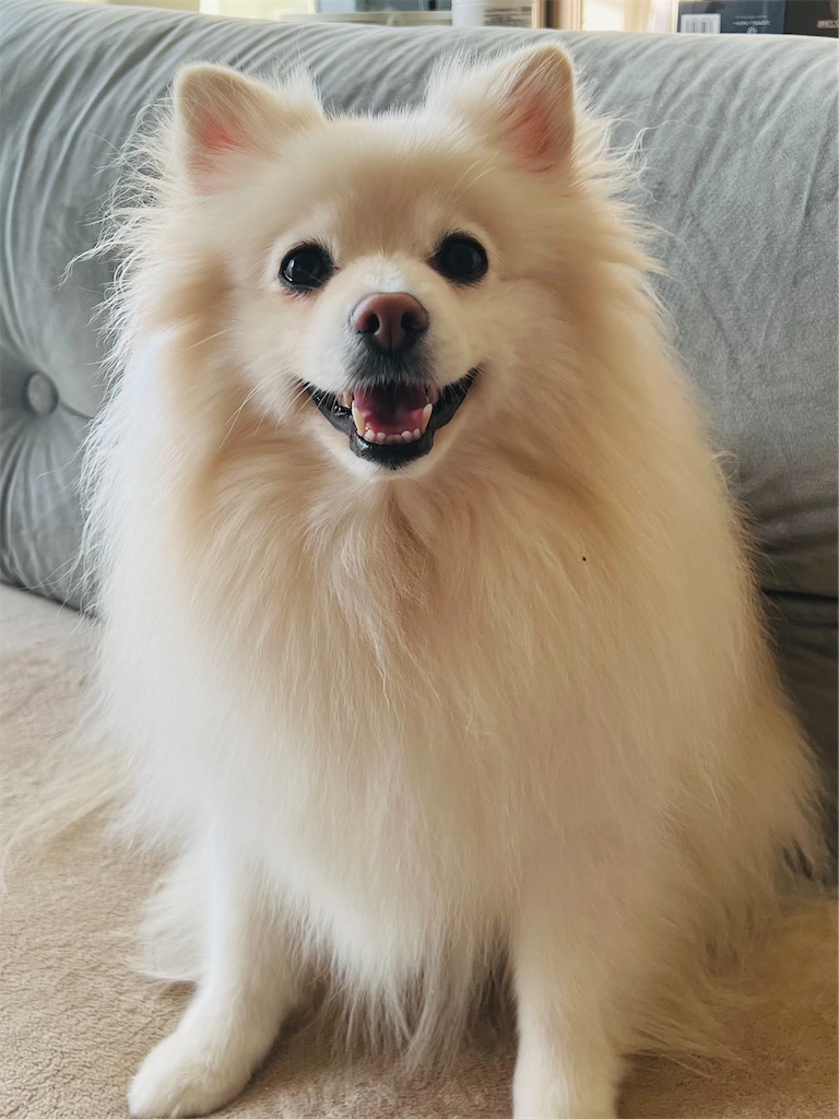 f:id:kumabou2016:20230926230521j:image