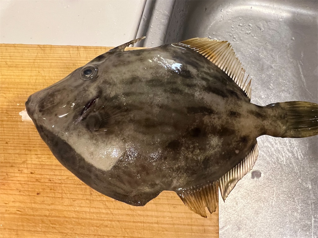 f:id:kumabou2016:20230930210200j:image