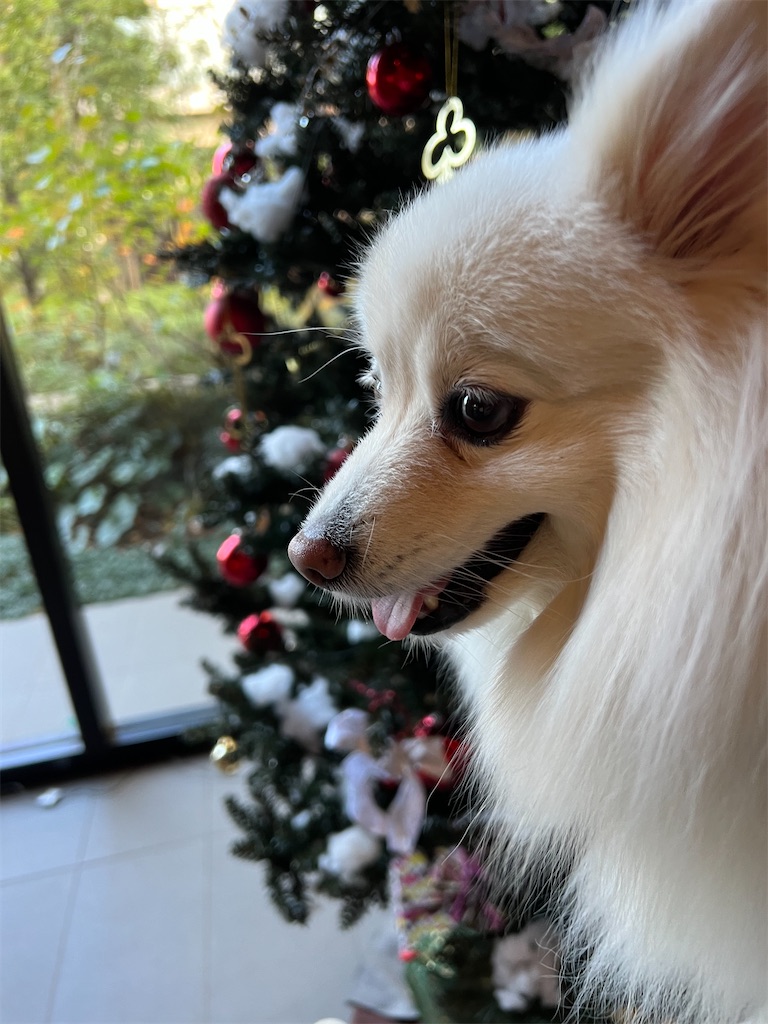 f:id:kumabou2016:20231224100859j:image