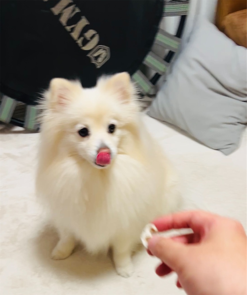 f:id:kumabou2016:20240203225619j:image