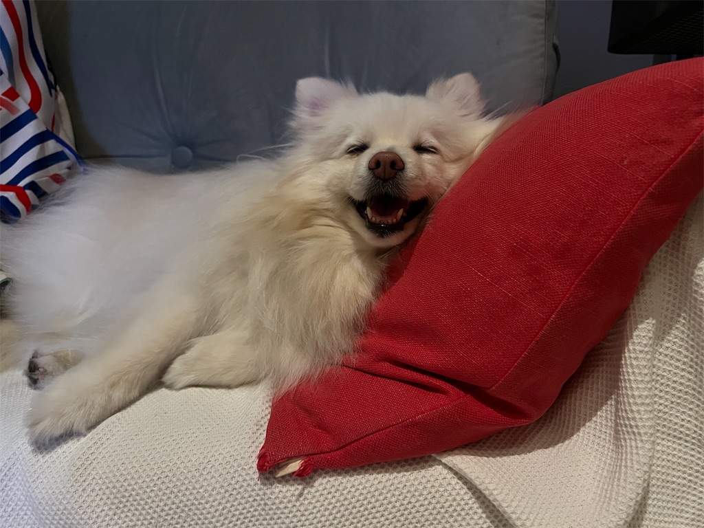 f:id:kumabou2016:20240608115559j:image