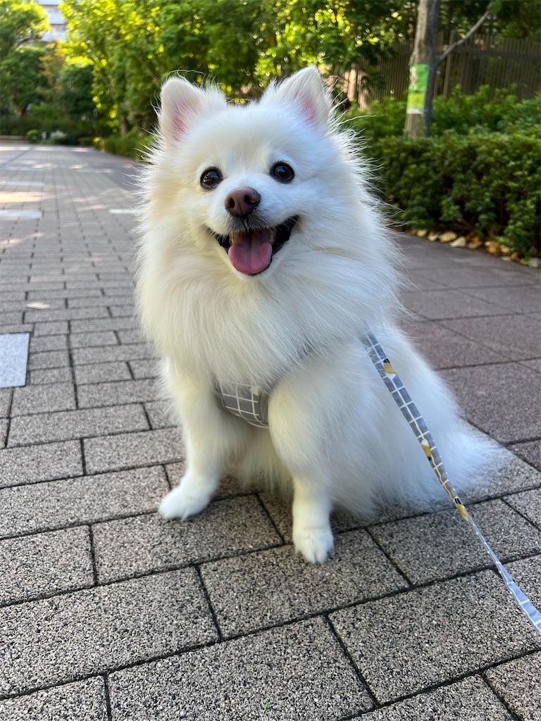 f:id:kumabou2016:20240915085357j:image