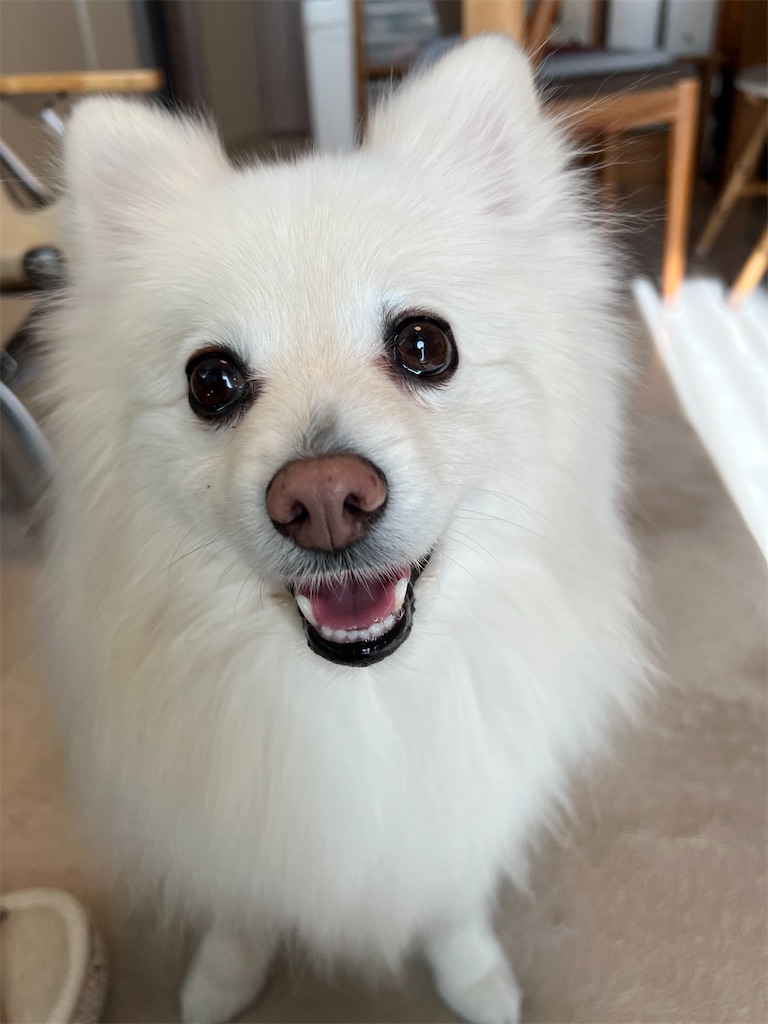 f:id:kumabou2016:20250118095038j:image