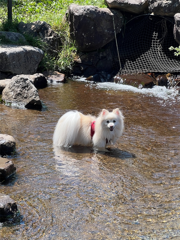 f:id:kumabou2016:20250810120504j:image f:id:kumabou2016:20250810120504j:image