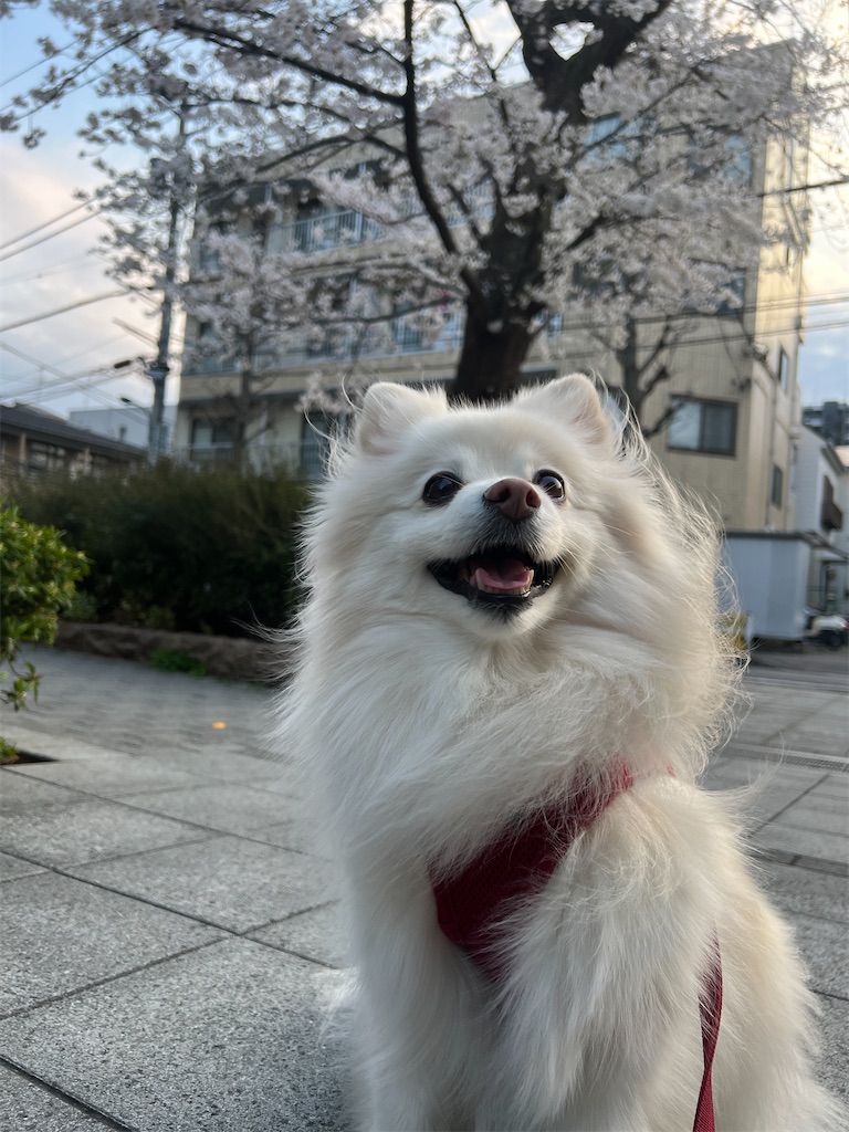 f:id:kumabou2016:20260330195641j:image