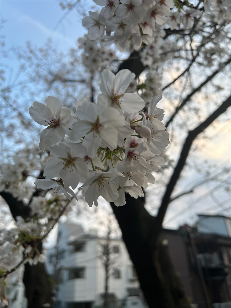 f:id:kumabou2016:20260330195645j:image