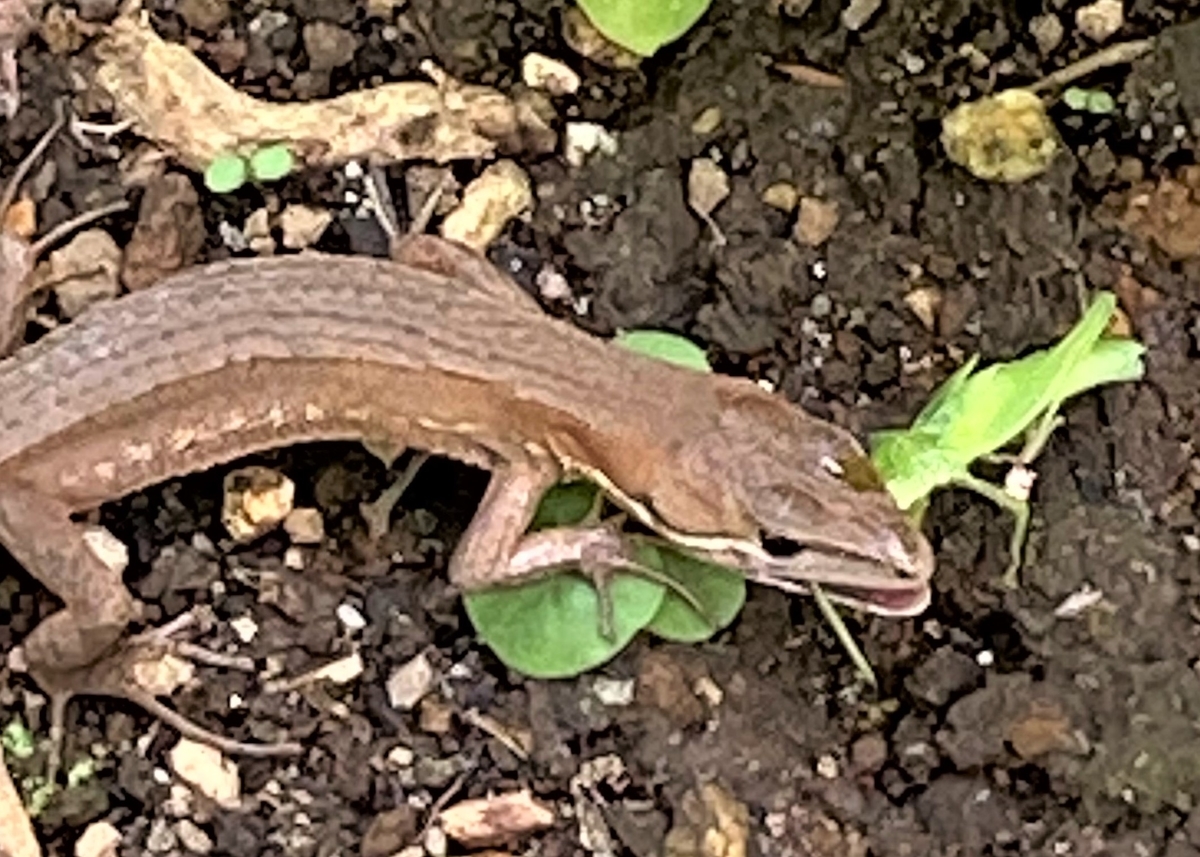 夏 の 終わり の 生き物