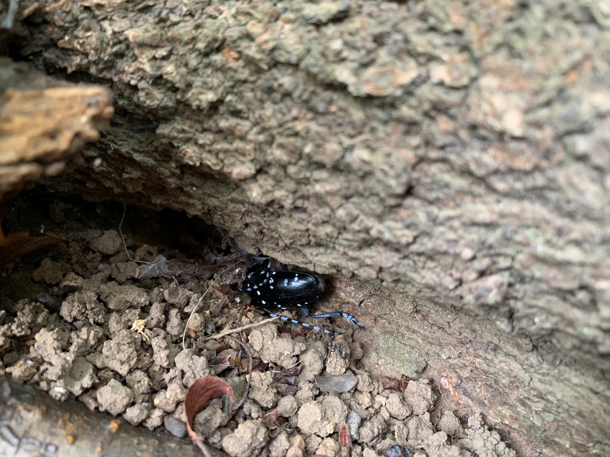 天牛とは 在来種保護のために知っておきたいこと - とあるグループの日記