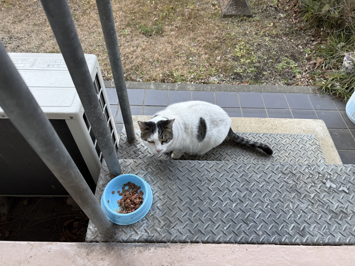 今朝のおばあちゃん野良猫