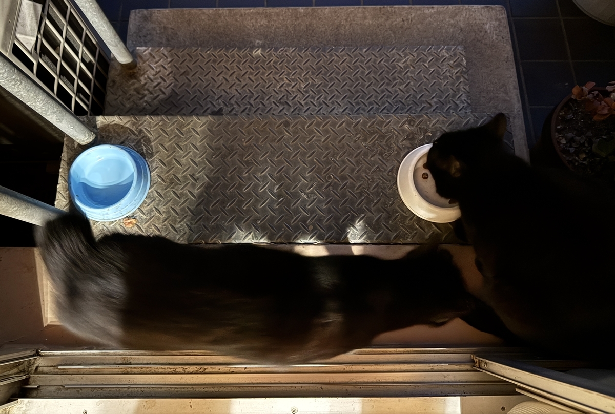 夜の黒猫ダブル