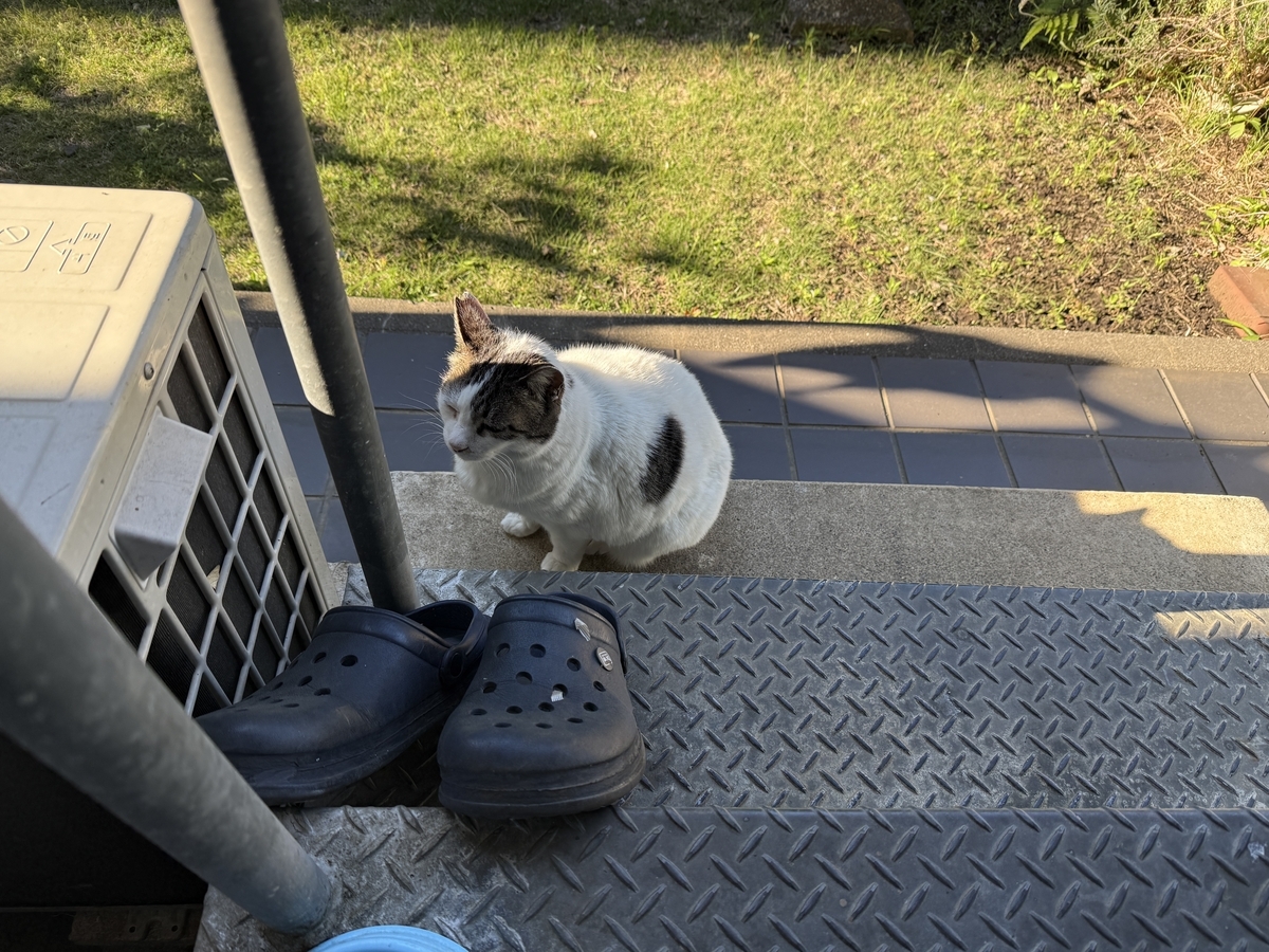朝のおばあちゃん野良猫　おばあにゃん