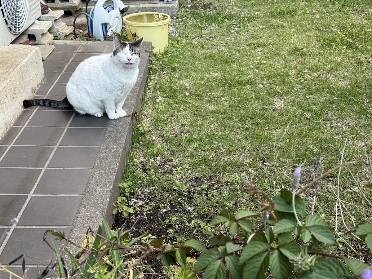 夕方と夜の野良猫たち